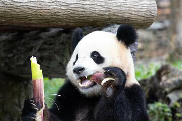 Cute Fluffy Playful Panda, Bao Li , Wolong Panda Base, China