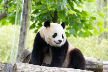 Cute Fluffy Playful Panda, Bao Li , Wolong Panda Base, China