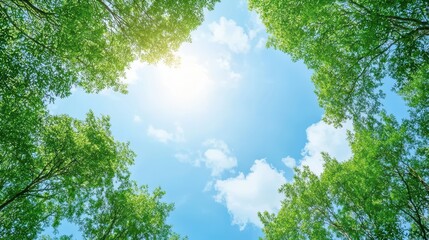 Fototapeta premium A serene view of sunlight filtering through lush green trees against a clear blue sky.