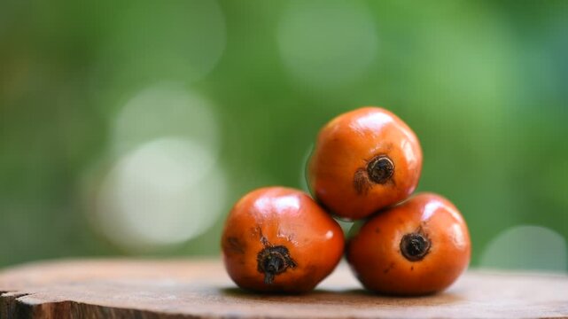 Palm, Oil palm, African oil palm or Macaw-fat fruits on natural background.