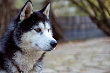 Close-up portrait of siberian husky