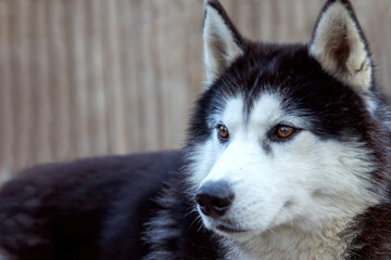 Portrait of a Siberian Husky with brown eyes