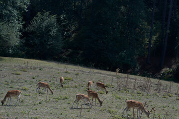 Scenic view of a herd of deer grazing on green grass in Sila National Park, Calabria, Italy