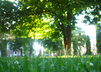 Obraz premium view of a lawn with green grass in the city