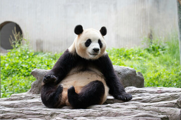 Fototapeta premium Funny Pose of Happy Panda, Fu Bao, Wolong Panda Base, China