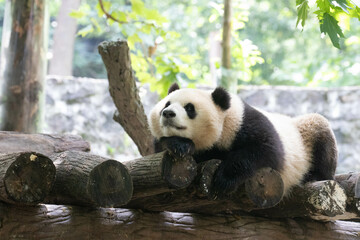 Obraz premium Close up Happy Panda, Qing Bao, Panda Paradise, China
