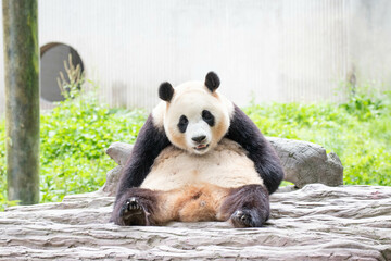 Funny Pose of Happy Panda, Fu Bao, Wolong Panda Base, China