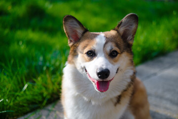 Red and white Welsh Corgi Pembroke sits against green grass in the park, looks at the camera, smiles with his mouth open and shows his tongue. Corgi puppy. Walking with a pet. Pedigree dog