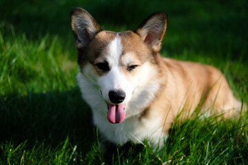 Red and white Welsh Corgi Pembroke sits and looks at the camera against the background of green grass, squinting from the sun with one eye and sticking out his tongue. Funny dog. Corgi puppy