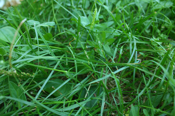 texture of green juicy grass