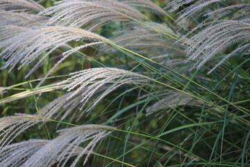 Deciduous ornamental grass, Miscanthus sinensus in garden.