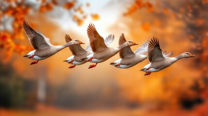 Obraz premium Geese gracefully soar through an autumn sky, framed by vibrant orange foliage, AI