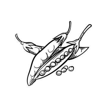 Peas Hand-Drawn Food Vector Icon