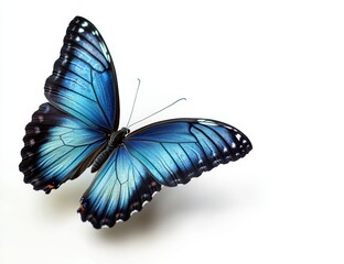 Fototapeta premium Turquoise butterfly, isolated on white background 