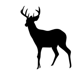 silhouette of deer