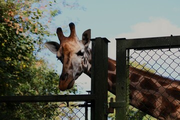 This photograph was taken on 5th October 2024 at Dudley zoo and castle, England. I had never been so close to a giraffe in my life, it was a very up close and personal experience. 