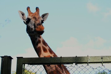 This photograph was taken on 5th October 2024 at Dudley zoo and castle, England. I had never been so close to a giraffe in my life, it was a very up close and personal experience. 