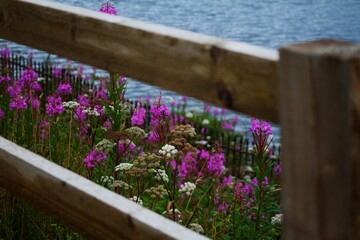 This photograph was taken on 10th August 2024 on the side of a dual carriageway somewhere in Yorkshire, England.
