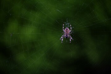 This photograph was taken on 2nd October 2024 on the street in north Yorkshire, England. This spider was chilling in the centre of its web between two lampposts.