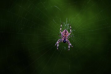 This photograph was taken on 2nd October 2024 on the street in north Yorkshire, England. This spider was chilling in the centre of its web between two lampposts.