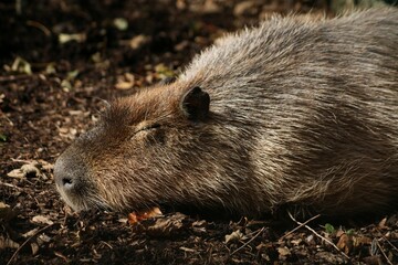 This photograph was taken on 5th October 2024 at Dudley zoo and castle, England. This tired capybara was found sleeping, sunbathing in the loud area of the zoo.