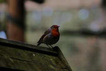 This photograph was taken on 5th October 2024 at Dudley zoo and castle, England. This stunning robin found its way into the bear enclosure.
