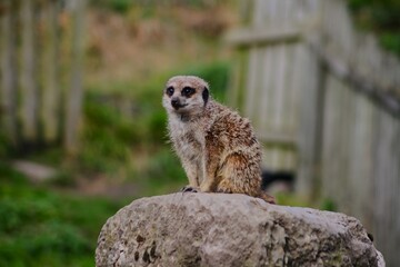 This photograph was taken on 5th October 2024 at Dudley zoo and castle, England. This meerkat was perfectly placed on the top of stacked stones looking out for predators to protect its family. 