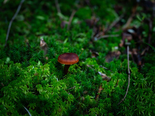 Grzyb w mchu  © Karolina