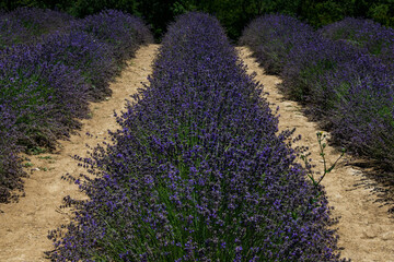 LAVANDA