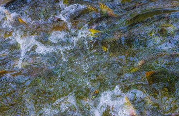 Salmon Swimming Upstream