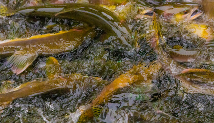 Salmon Swimming Upstream