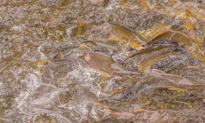 Salmon Swimming Upstream