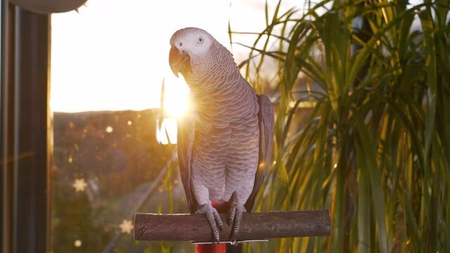 PORTRAIT, LENS FLARE: Exotic African Gray parrot stands upright on its wooden perch as the sun sets, enveloping it in a radiant golden glow. Beautiful tropical bird enjoys posing in a lush home jungle