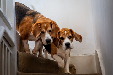 Two young Beagle dogs rushing down the stairs after being called