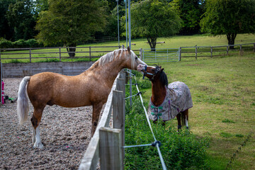 Section D Welsh cob palomino stallion being friendly and affectionate with a section A Welsh cob...