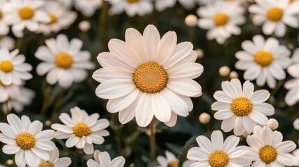 Fototapeta premium Blooming White Flowers in a Sunny Garden