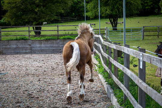 Section D Welsh cob palomino stallion bucking and bronking in a outdoor arena 