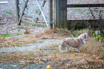 Small fluffy dog in the long grass, Image shows a crossbred dog Chihuahua crossed with Pomeranian also known as a Pomchi playing around the stables on a small farm in Surrey