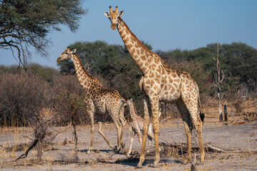 giraffe and baby giraffe walking in the bush or wilderness of Botswana seen on a safari