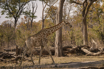 Solitary giraffe walking in the bush or wilderness of Botswana seen on a safari