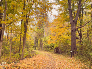 Fototapeta premium Autumn colors at 
