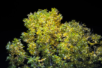 Green light in the dark: the crown of the tree, illuminated by the night glow, resists the black sky and creates an atmosphere of magic and mystery