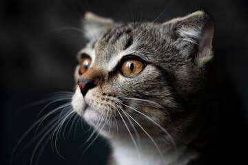 A tabby cat, hidden in the shadows, looks to the left, as if guarding the secrets of the night