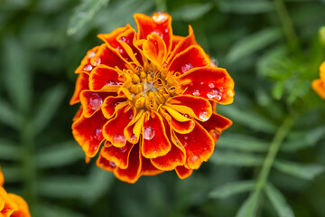 Close-up of vibrant orange and yellow marigold flower with dew drops on petals in the garden. Concept of natural beauty, summer gardening and colorful flowers