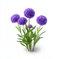 Obraz premium Vibrant Scabiosa Flowers on White Background