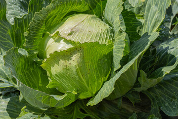 Obraz premium Fresh green cabbage head with dewdrops growing in a field on a sunny day. Concept of organic farming, healthy eating and fresh vegetables in agriculture