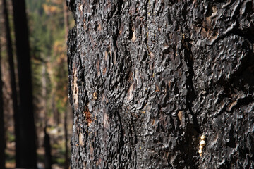 Bark on tree severely burnt during wildfire with other burnt trees in the distance.  Sierra Nevada mountains.  