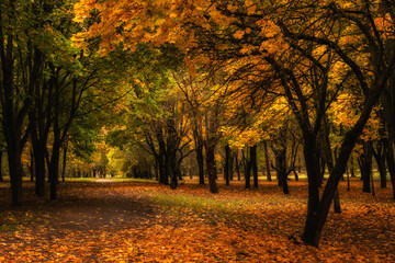 Vibrant autumn colors. City park with colorful lush maples with branches above the path strewn with fallen leaves on a fine October day. Side view of 3x2 format