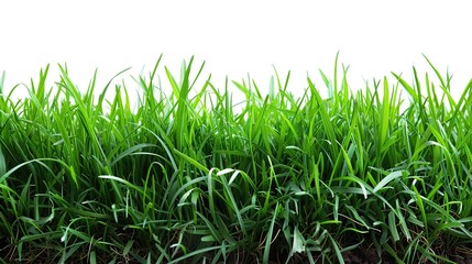 Fototapeta premium Close-up of a patch of green grass on a white background.
