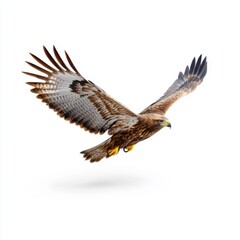Fototapeta premium Tawny Eagle in Flight on White Background